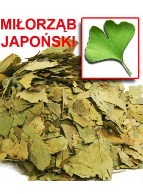 GINKGO BILOBA MIŁORZĄB JAPOŃSKI